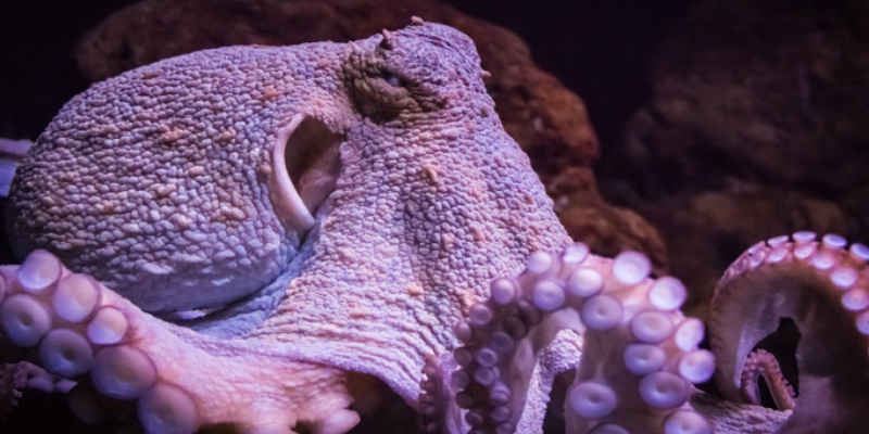 The Octopus Alien Theory - Are These Incredible Creatures from Outer Space? 2