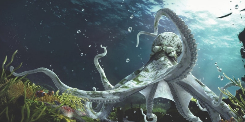 The Octopus Alien Theory - Are These Incredible Creatures from Outer Space? 4