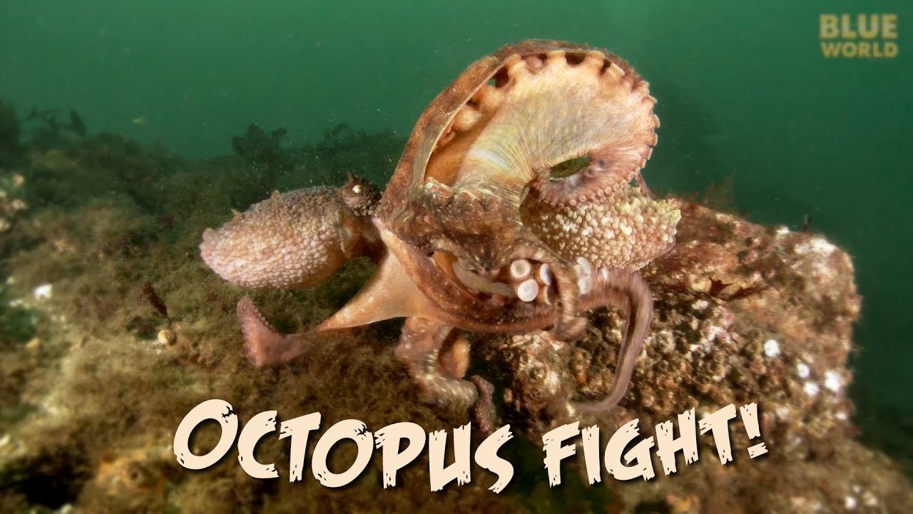 Octopus Fight! Octopus Fight! Octolab TV