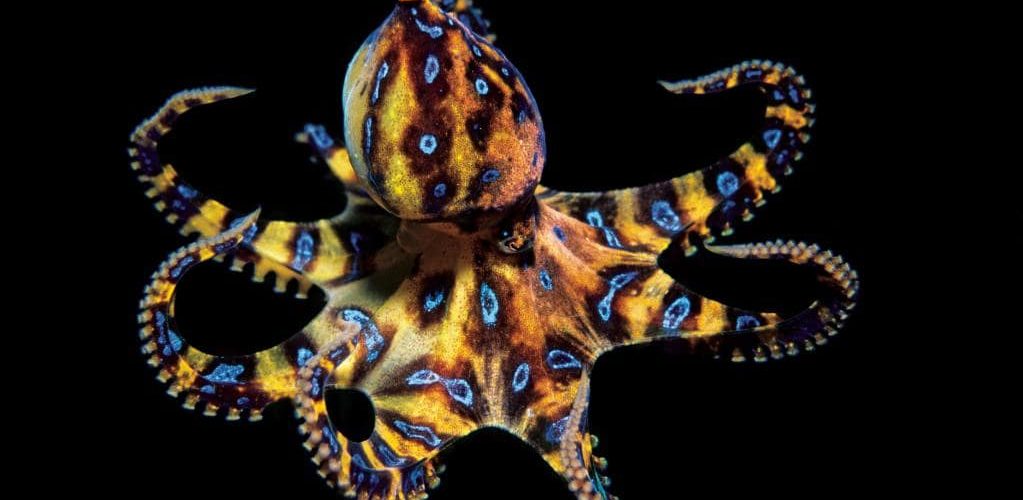 7 Small Octopus Species That You'll Love
