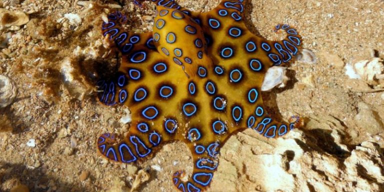 Чем заменить octopus на андроид