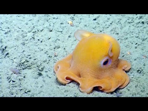 Flapjack Octopus Covers Head With Arms Octolab Tv