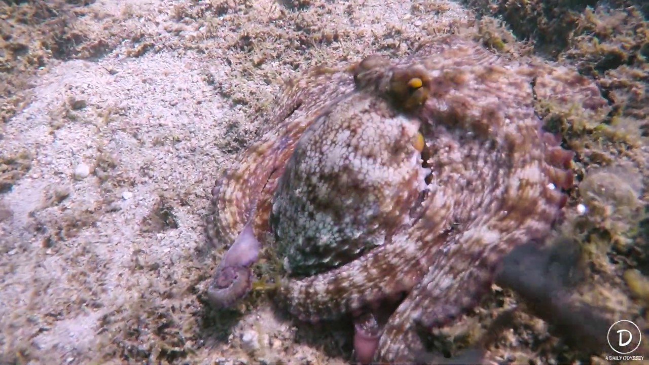Common Octopus Hiding in Plain Sight - Octolab TV