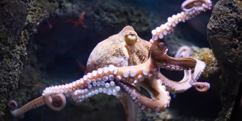 Most Octopuses Live in Dens