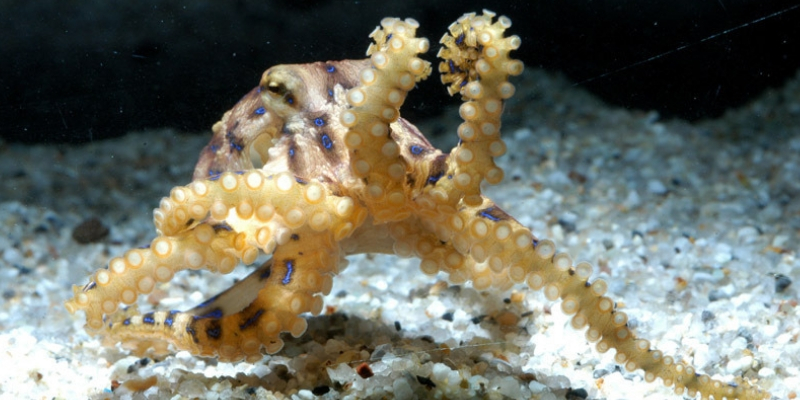 Blue Spotted Octopus - Sorrelliearringsideas