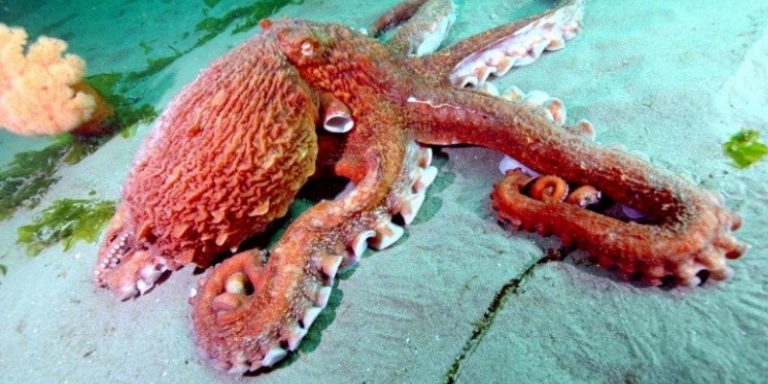 biggest octopus