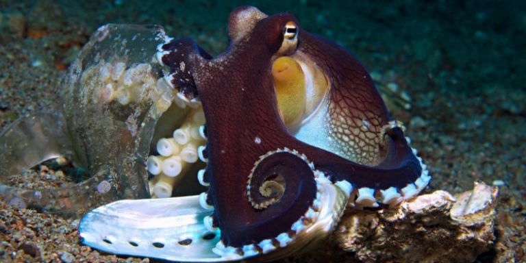 Coconut Octopus — Interesting Facts - Octolab TV