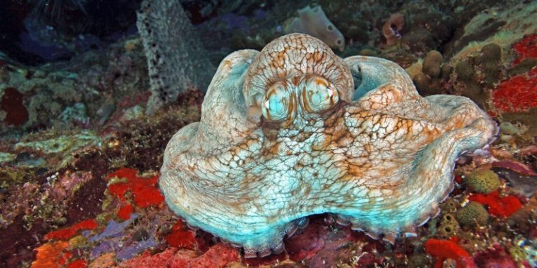 The Caribbean Reef Octopus and the Coral Reef Lifestyle - Octolab TV
