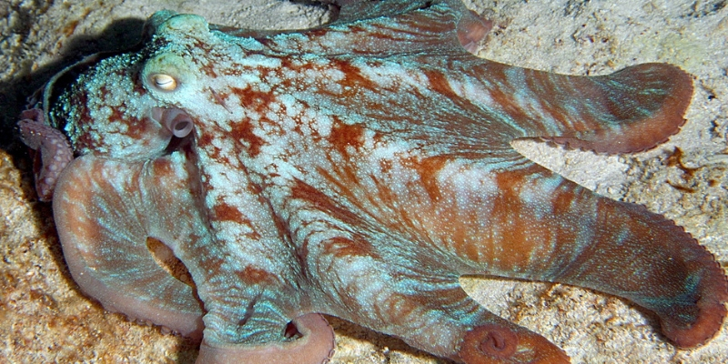 Featured image of post Steps to Prepare Caribbean Reef Octopus Pet