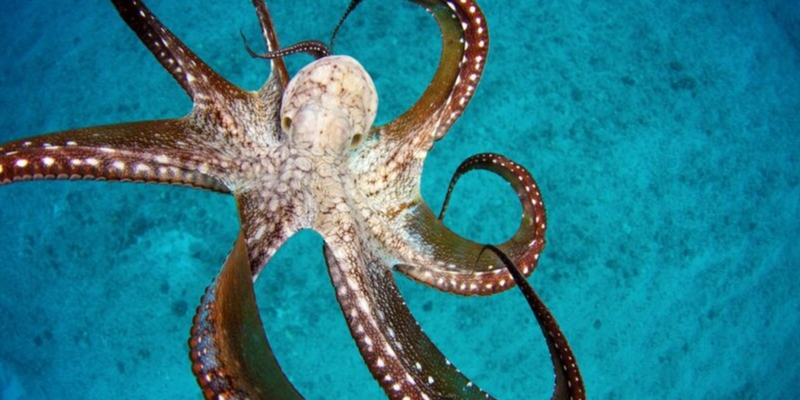 What Is the Most Dangerous Octopus?