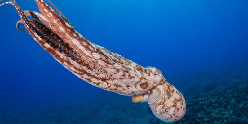 Are Octopuses Poisonous?