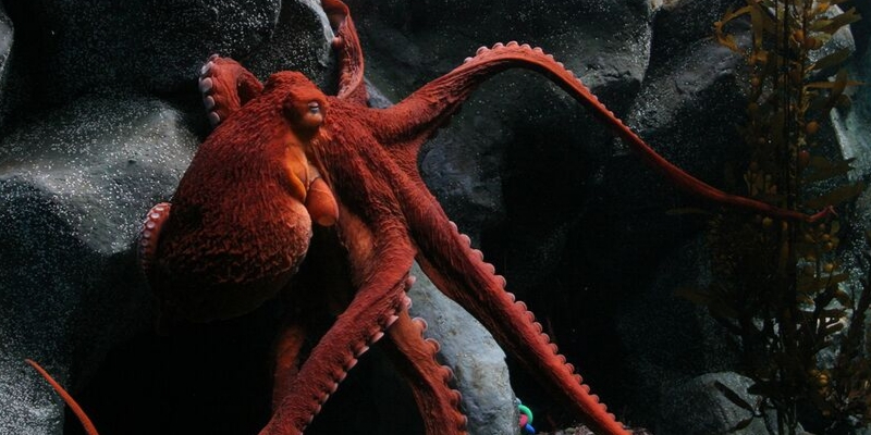 What About Getting Crushed by a Giant Octopus?