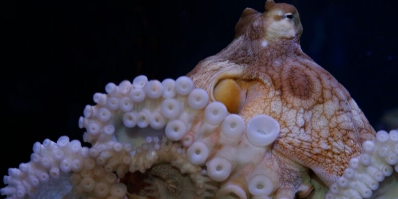 Aquarium Water Requirements for an Octopus
