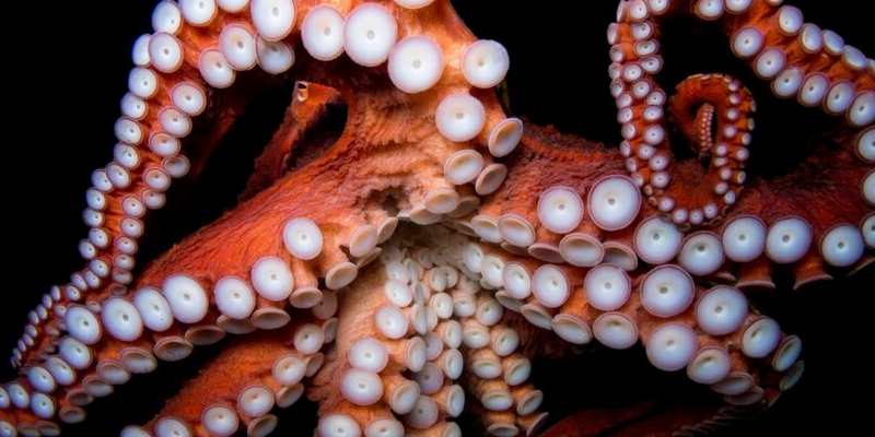 Octopuses Escaping From Aquariums