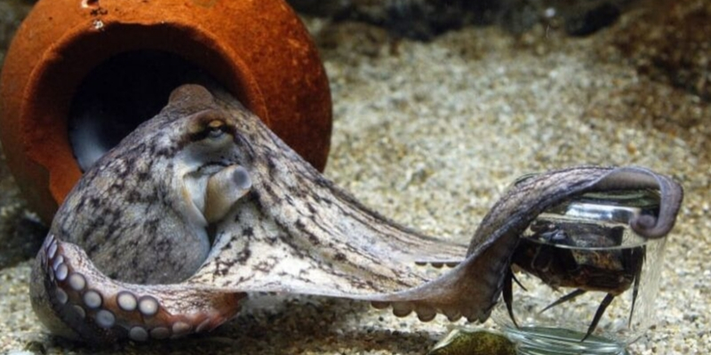 Feeding Octopuses in Aquariums