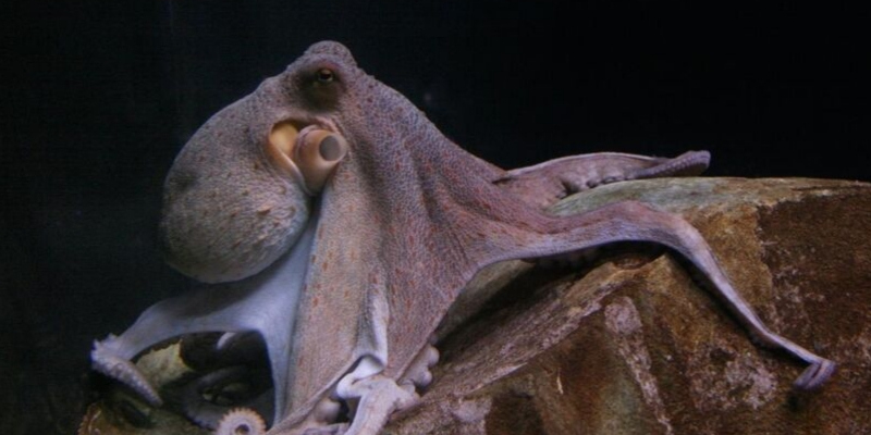 Advanced Cognition In Octopuses — Why Are They So Smart Octolab Tv