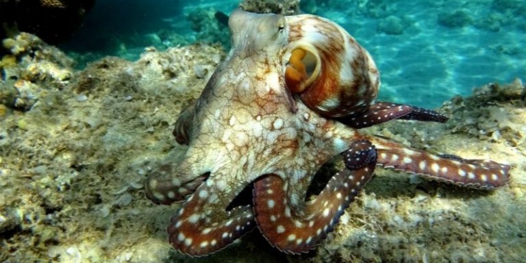 What Do Octopuses Eat? - Octolab TV