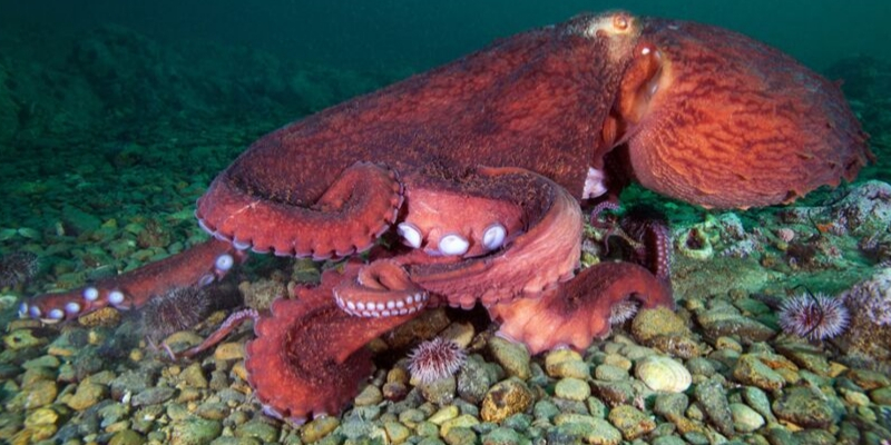 Over 300 Species of Octopuses of Different Sizes