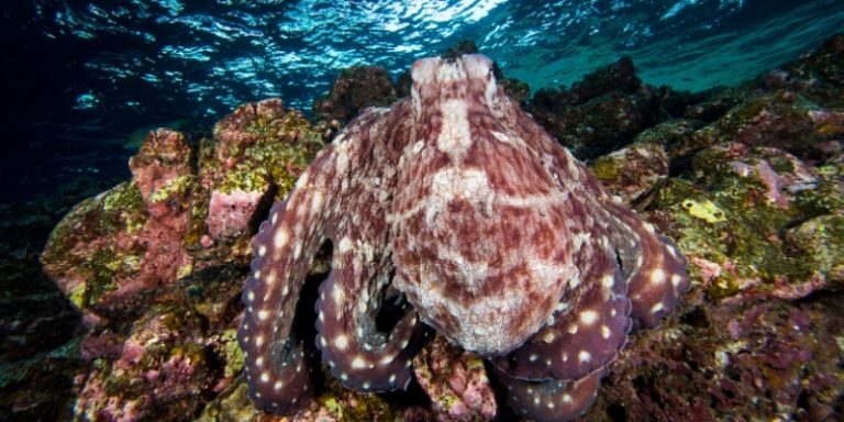 octopus natural predators