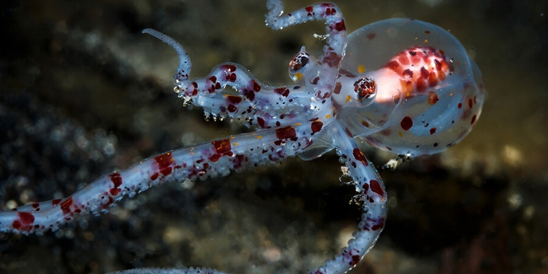 Football Octopus