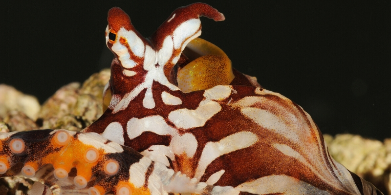 Wunderpus Octopus