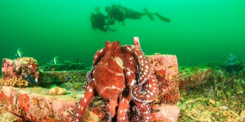 Gigantic Octopuses - Fact Or Fiction?