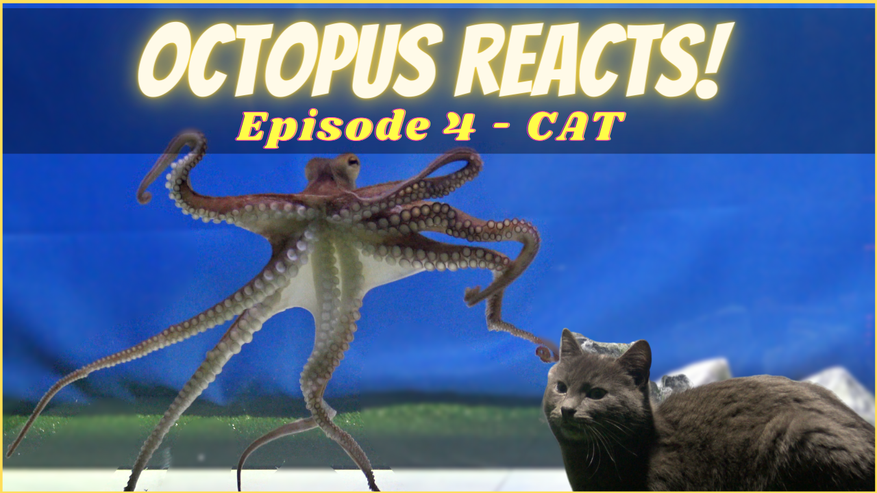 Cat Octopus.