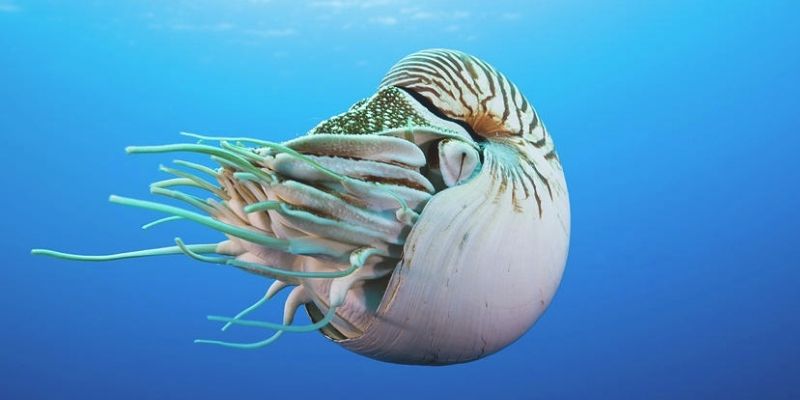 Save The Nautilus