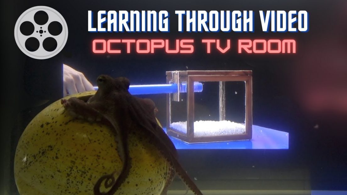 octopus intelligence experiment takes an unexpected turn