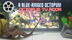 can octopus travel on land